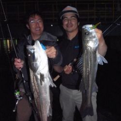 シーマジカル 釣果