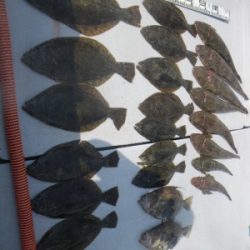 磯部釣船 直栄丸 釣果