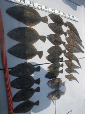 磯部釣船 直栄丸 釣果