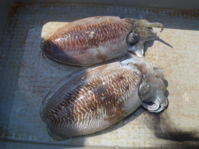 磯部釣船 直栄丸 釣果