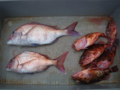 磯部釣船 直栄丸 釣果