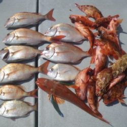 磯部釣船 直栄丸 釣果