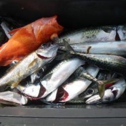 磯部釣船 直栄丸 釣果