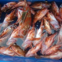 磯部釣船 直栄丸 釣果