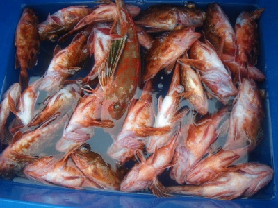 磯部釣船 直栄丸 釣果