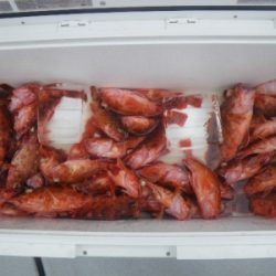 磯部釣船 直栄丸 釣果