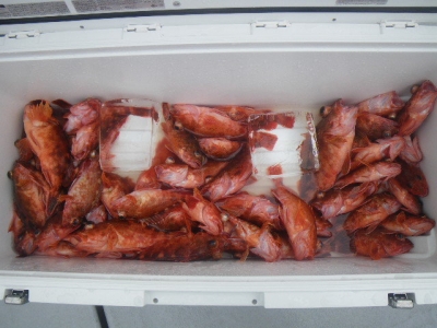 磯部釣船 直栄丸 釣果