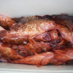 磯部釣船 直栄丸 釣果