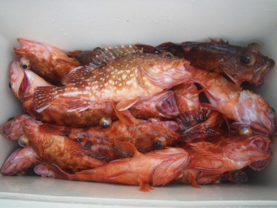 磯部釣船 直栄丸 釣果