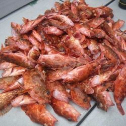 磯部釣船 直栄丸 釣果