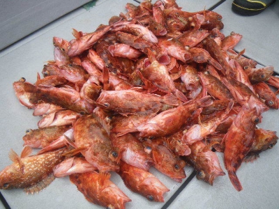 磯部釣船 直栄丸 釣果