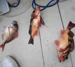兼六丸 釣果