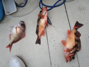 兼六丸 釣果