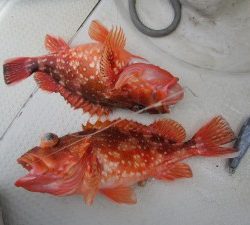 兼六丸 釣果