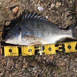 ずるずるチーヌで淀川河口チニング攻略！【橋本翔大】