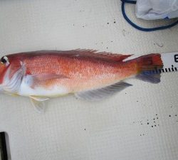 兼六丸 釣果