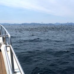 オーシャンズ 京都 釣果