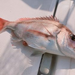 フィシングボートAir(エアー) 釣果