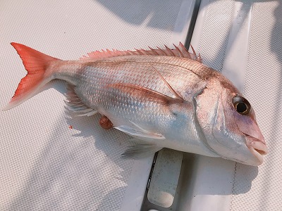 フィシングボートAir(エアー) 釣果