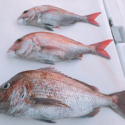 フィシングボートAir(エアー) 釣果