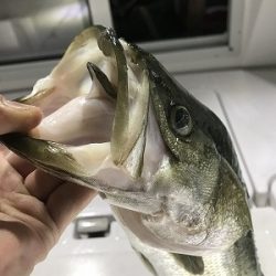 フィシングボートAir(エアー) 釣果