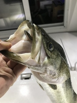 フィシングボートAir(エアー) 釣果