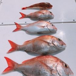 フィシングボートAir(エアー) 釣果