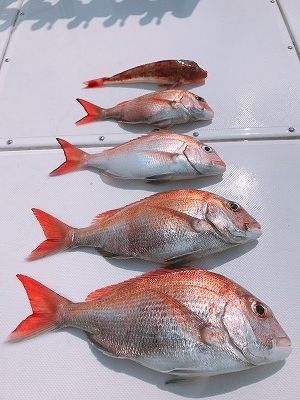 フィシングボートAir(エアー) 釣果