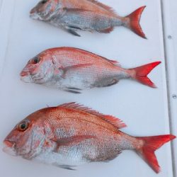 フィシングボートAir(エアー) 釣果