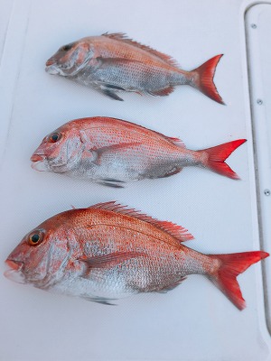 フィシングボートAir(エアー) 釣果