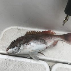 フィシングボートAir(エアー) 釣果