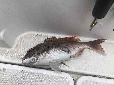 フィシングボートAir(エアー) 釣果