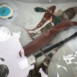 フィシングボートAir(エアー) 釣果