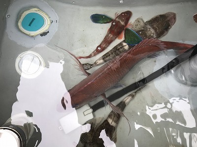 フィシングボートAir(エアー) 釣果