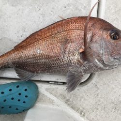 フィシングボートAir(エアー) 釣果