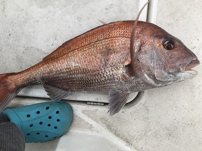 フィシングボートAir(エアー) 釣果