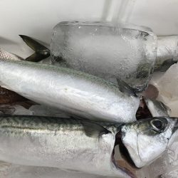 フィシングボートAir(エアー) 釣果