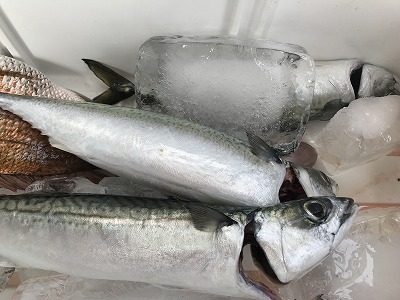 フィシングボートAir(エアー) 釣果