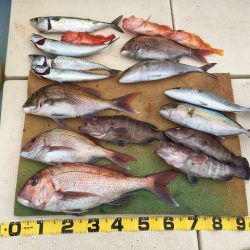 三吉丸 釣果