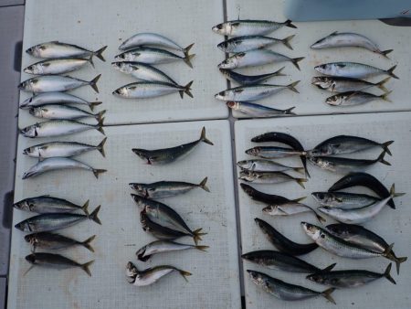 Aquanaut(アクアノート) 釣果