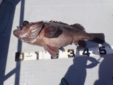 Aquanaut(アクアノート) 釣果