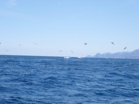 Aquanaut(アクアノート) 釣果