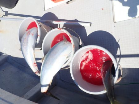 Aquanaut(アクアノート) 釣果