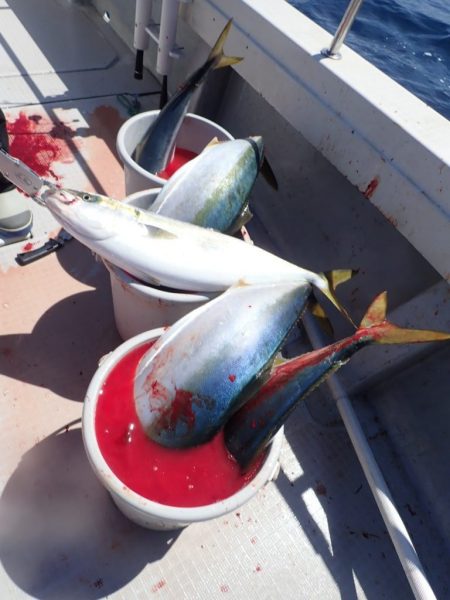 Aquanaut(アクアノート) 釣果