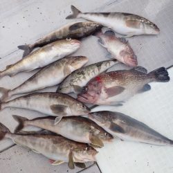 Aquanaut(アクアノート) 釣果