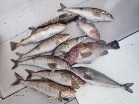 Aquanaut(アクアノート) 釣果