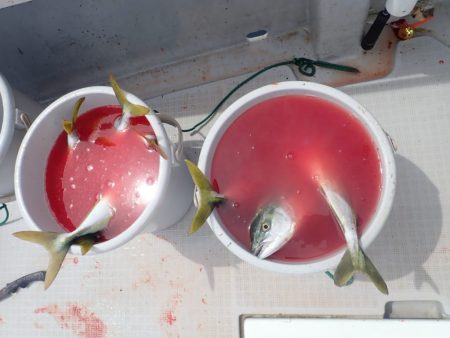 Aquanaut(アクアノート) 釣果