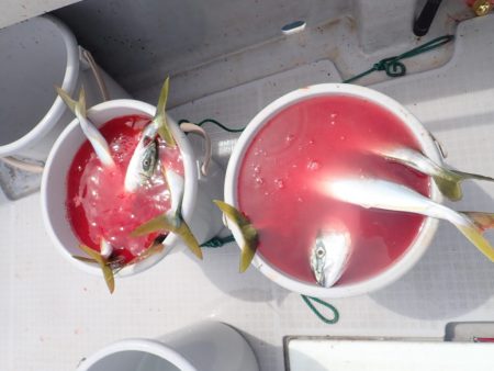 Aquanaut(アクアノート) 釣果