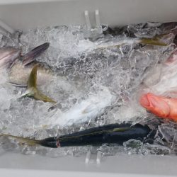 Aquanaut(アクアノート) 釣果