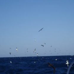 Aquanaut（アクアノート） 釣果